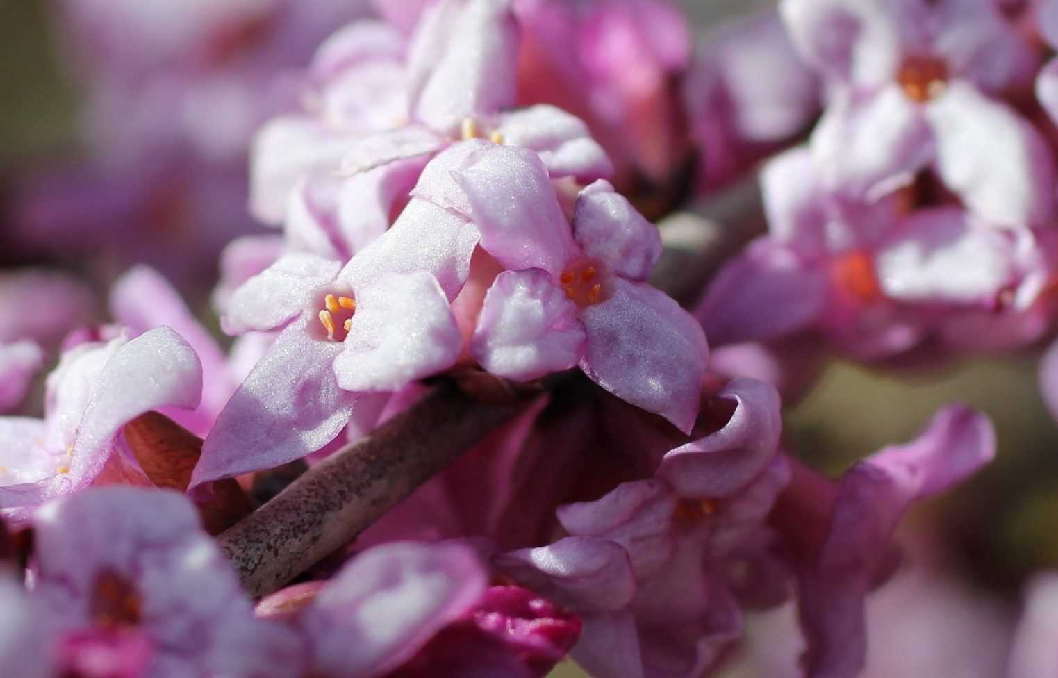 10 Plantes à Fleurs Odorantes Et Parfumées Pour Le Jardin Ou La Terrasse