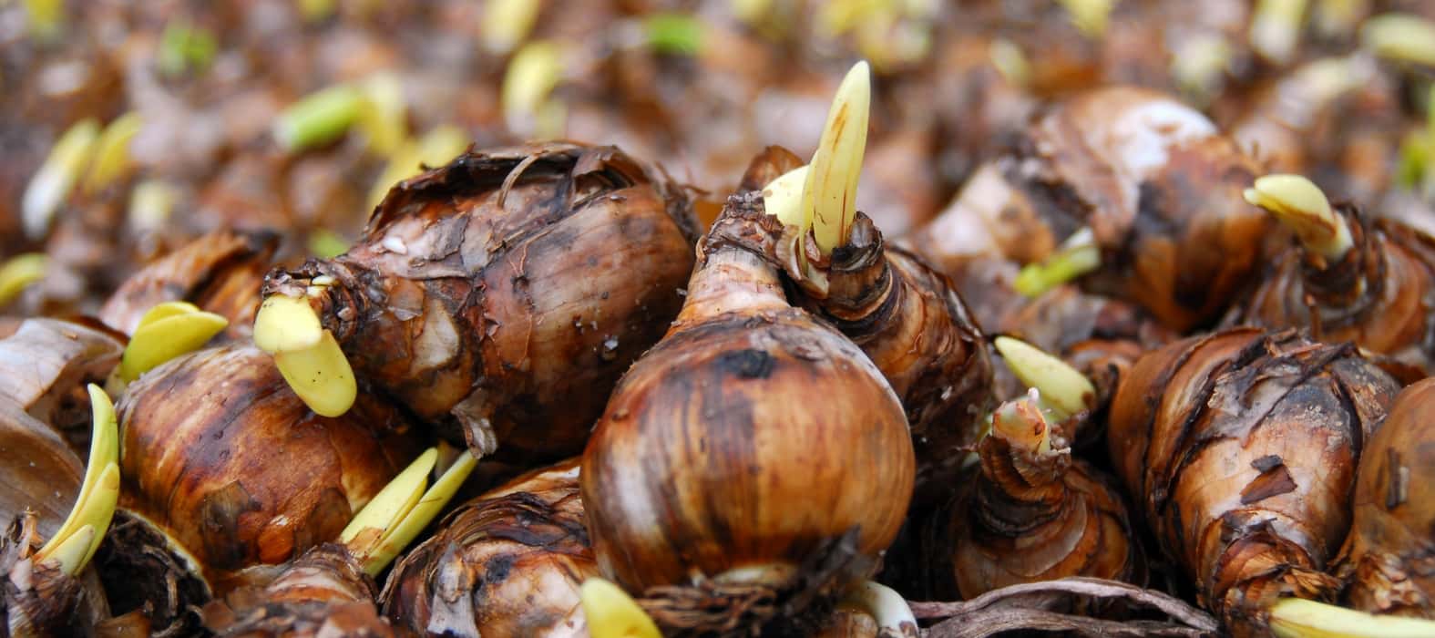 Bulbes de narcisses ou jonquilles (photo iBulb)