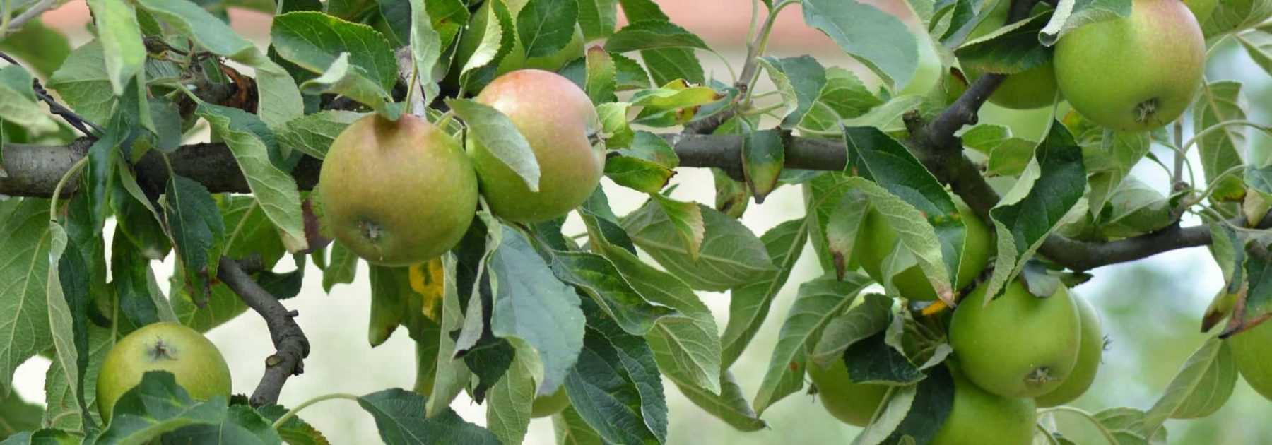 Comment choisir ses arbres fruitiers à cultiver en bac ? - Marie