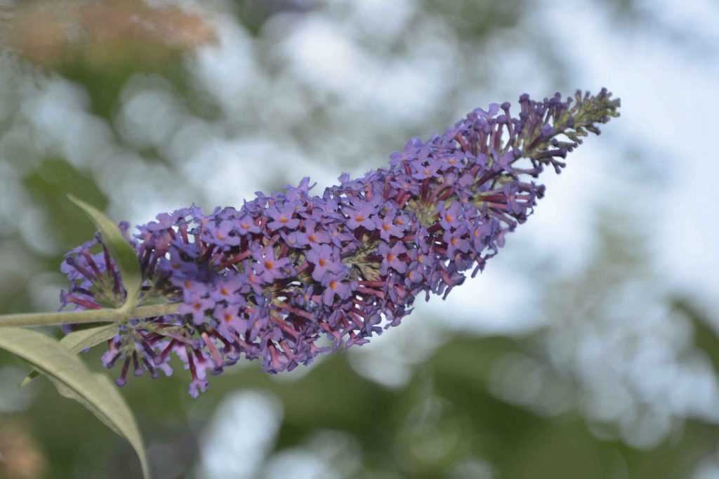 Buddleia Ou Arbre Papillons Plantation Taille Entretien