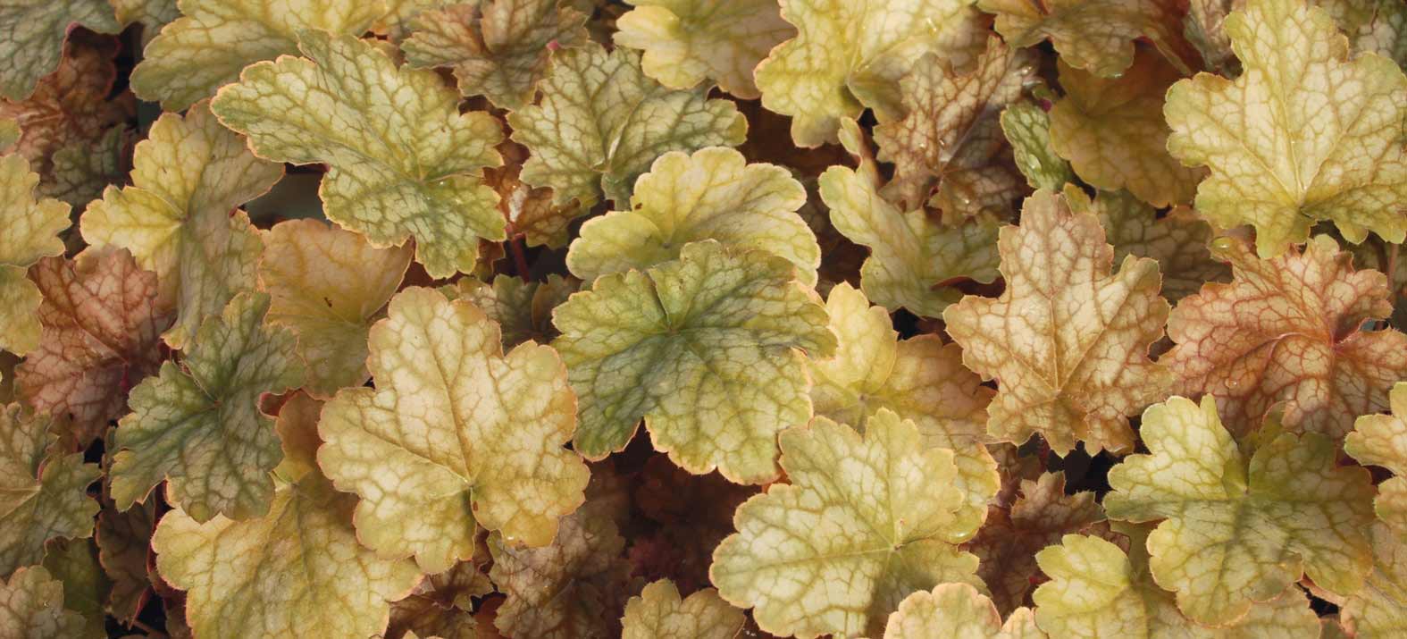 Le feuillage bronze - orangé de l'heuchère 'Ginger Ale'