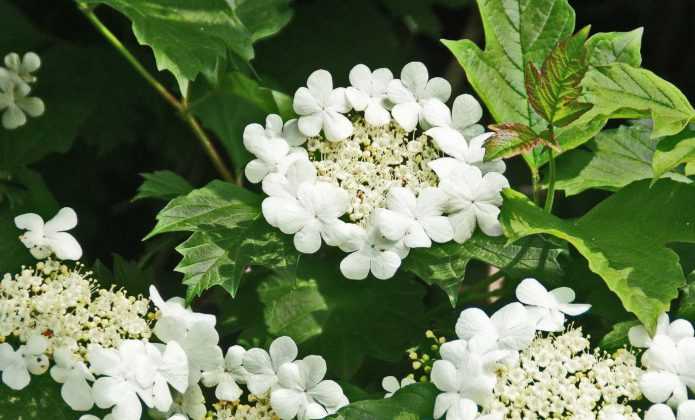 Viburnum_Choisir 695x420