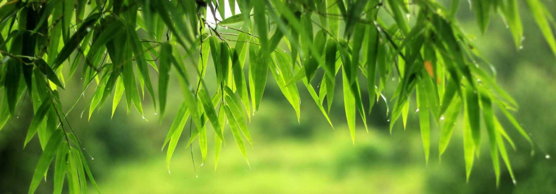 Bambous : planter, tailler, entretenir