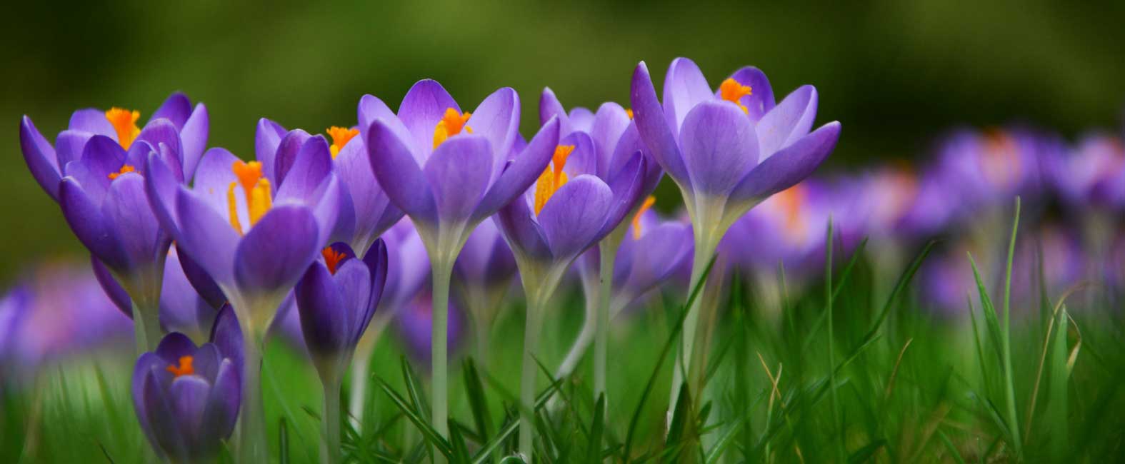 La floraison des Crocus de printemps