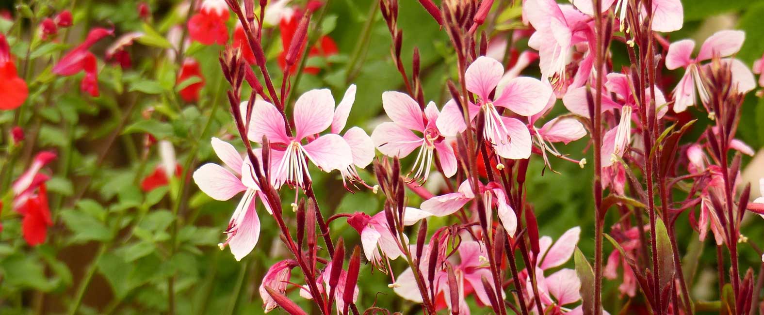 La floraison rose tendre du gaura lindheimeri