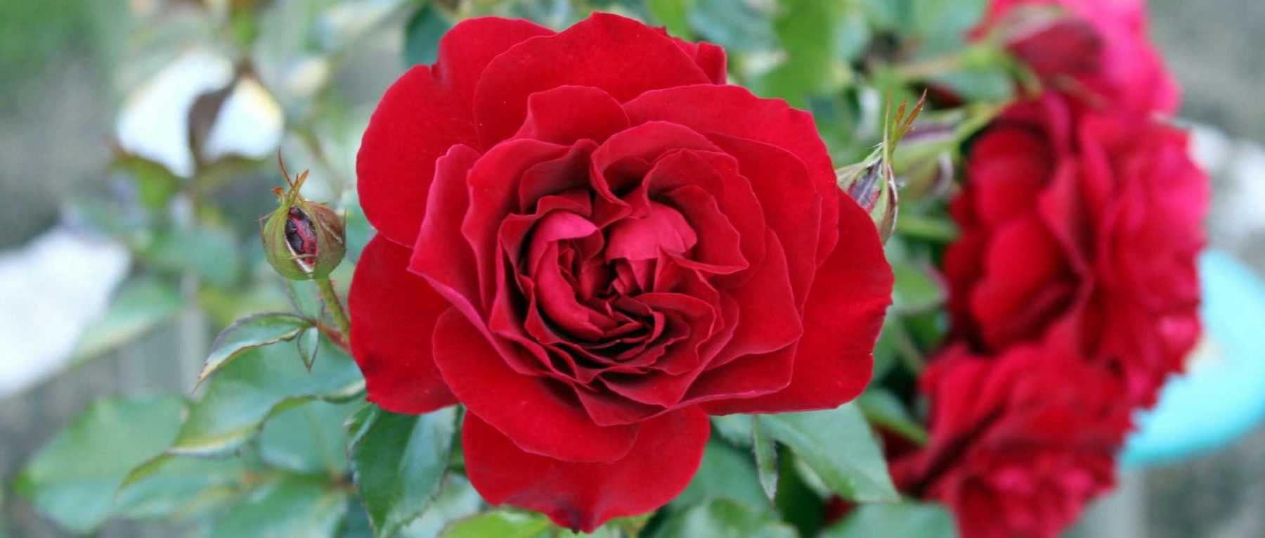 Pack de 18 Feutres Rouge & Rose 