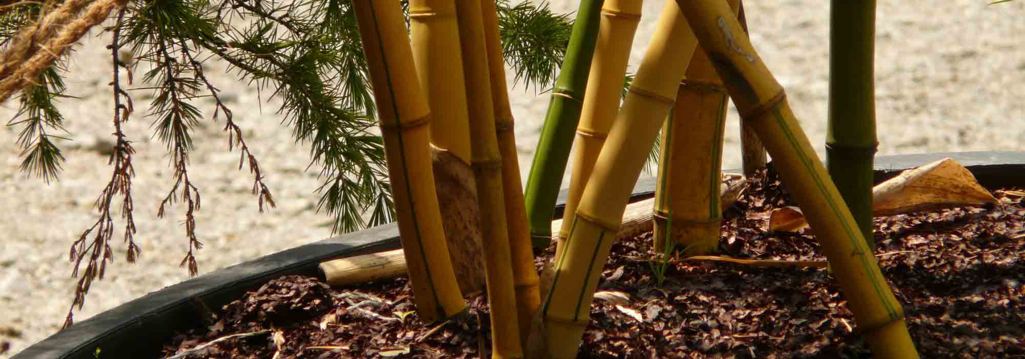 Bambou AUREA en pot de 26 cm de diamètre