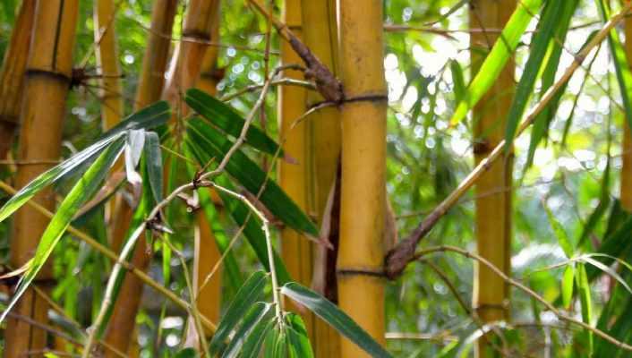 Bambou : une plantation réussie en 4 étapes