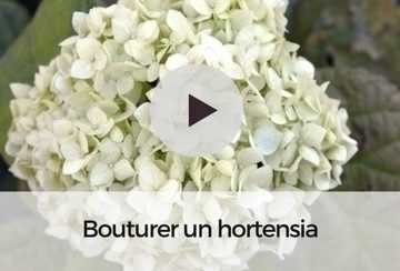 bouturer un hortensia 360x244