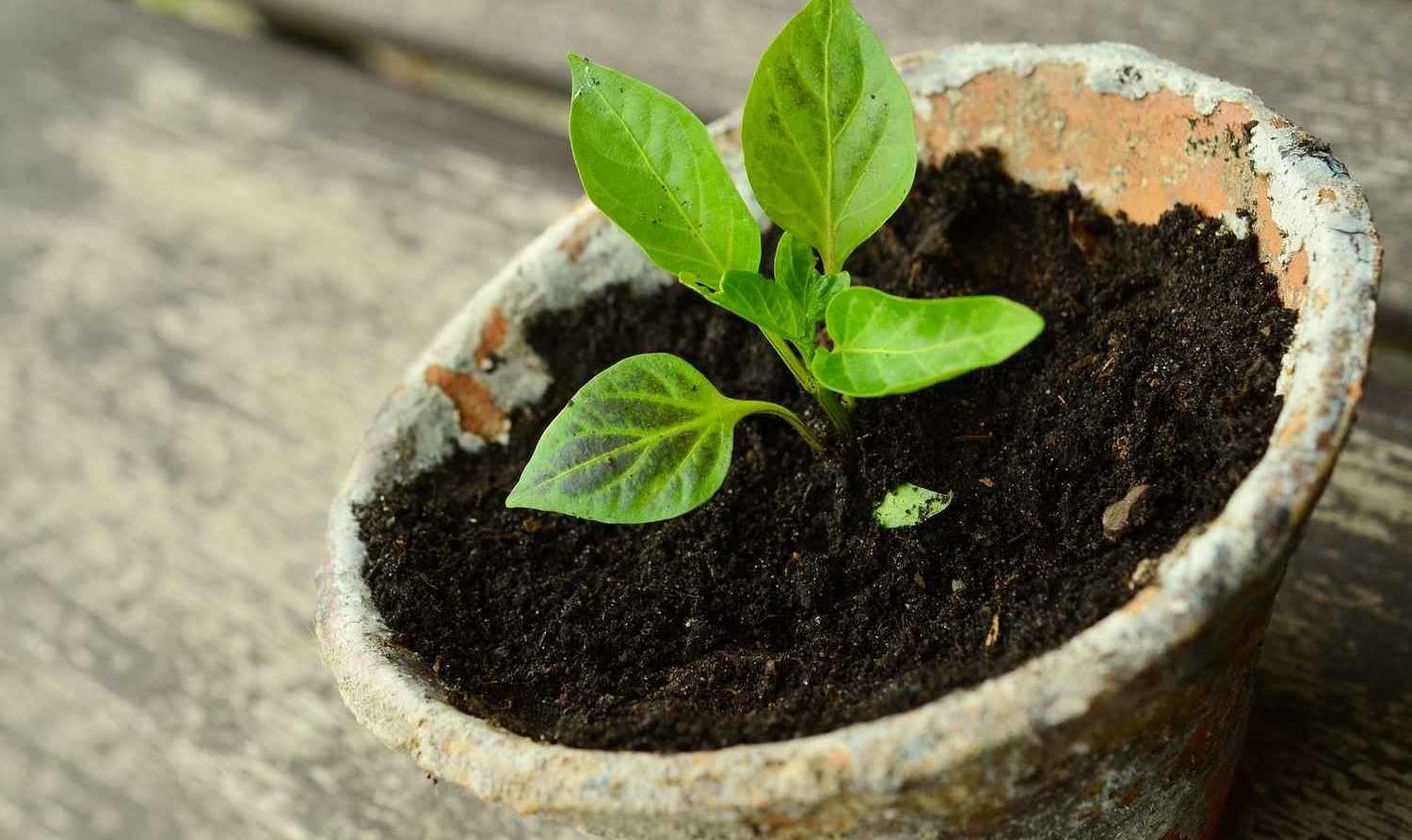Perlite et vermiculite : utilisation au jardin et en pot
