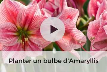 planter un bulbe damaryllis 360x244