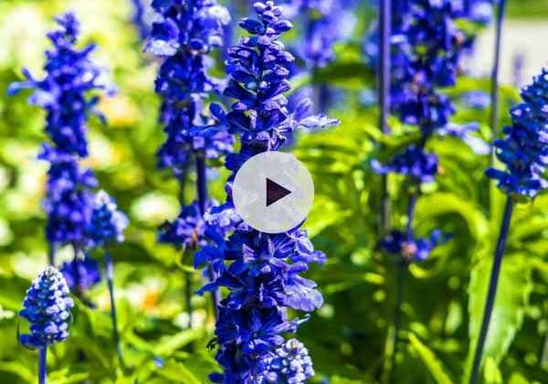 Salvia Microphylla Grahamii Sauge Arbustive Offrant Des Petites Fleurs Rouge Intense Au