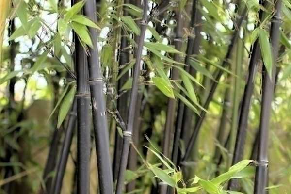Faut-il planter du bambou dans son jardin?