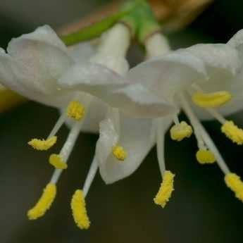 Fleurir votre Jardin en hiver