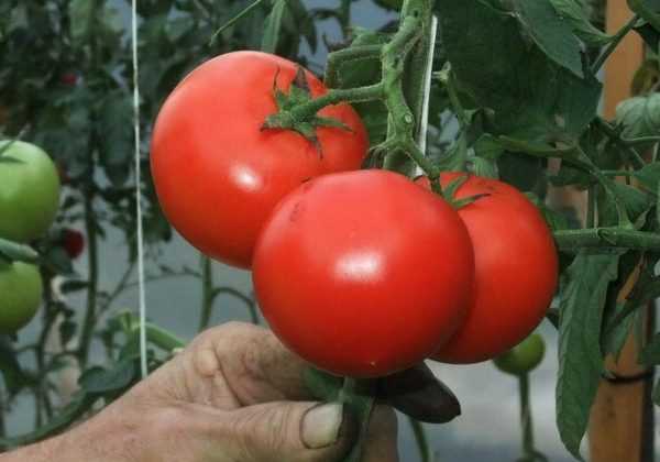 liberez_les_tomates 600x420