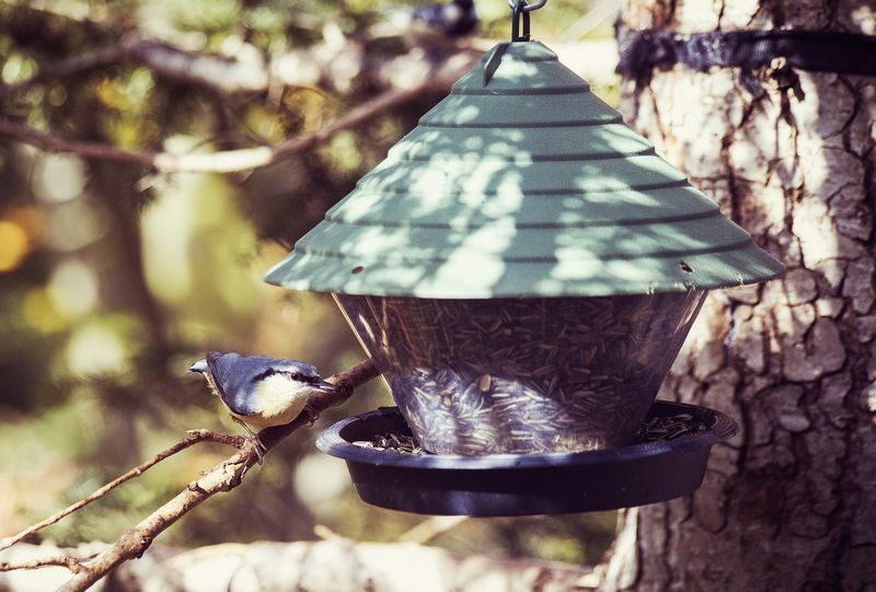 Jardinage : comment nourrir les oiseaux en hiver sans les tuer