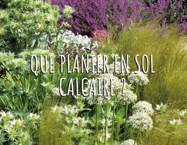 Sol calcaire : conseils de jardinage et plantes adaptées