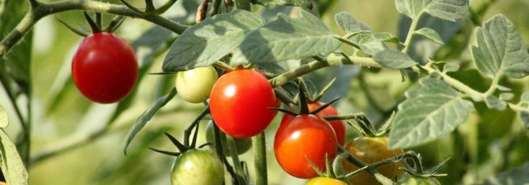 Quels tuteurs utiliser pour vos tomates : piquets, ficelles, cages