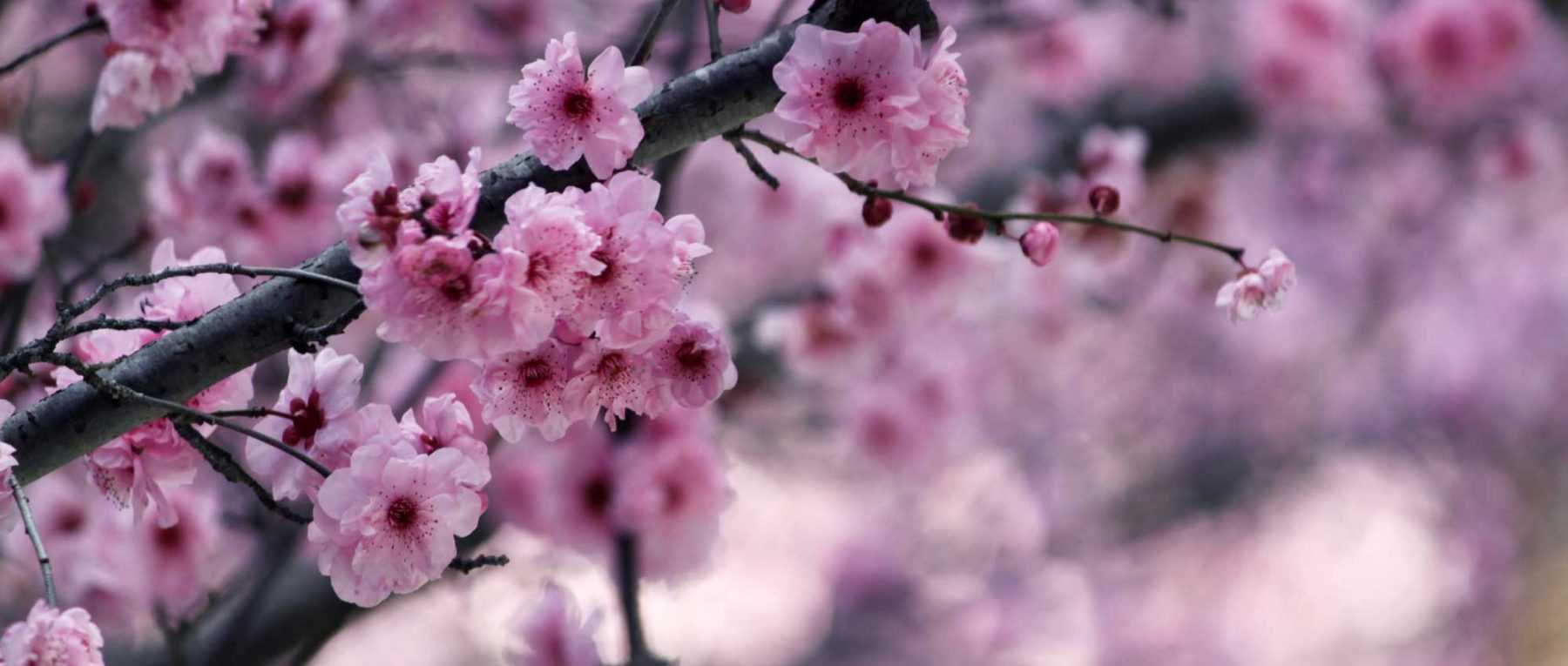 Cerisier Japonais fleurit en Mars, Yedoensis est magnifique
