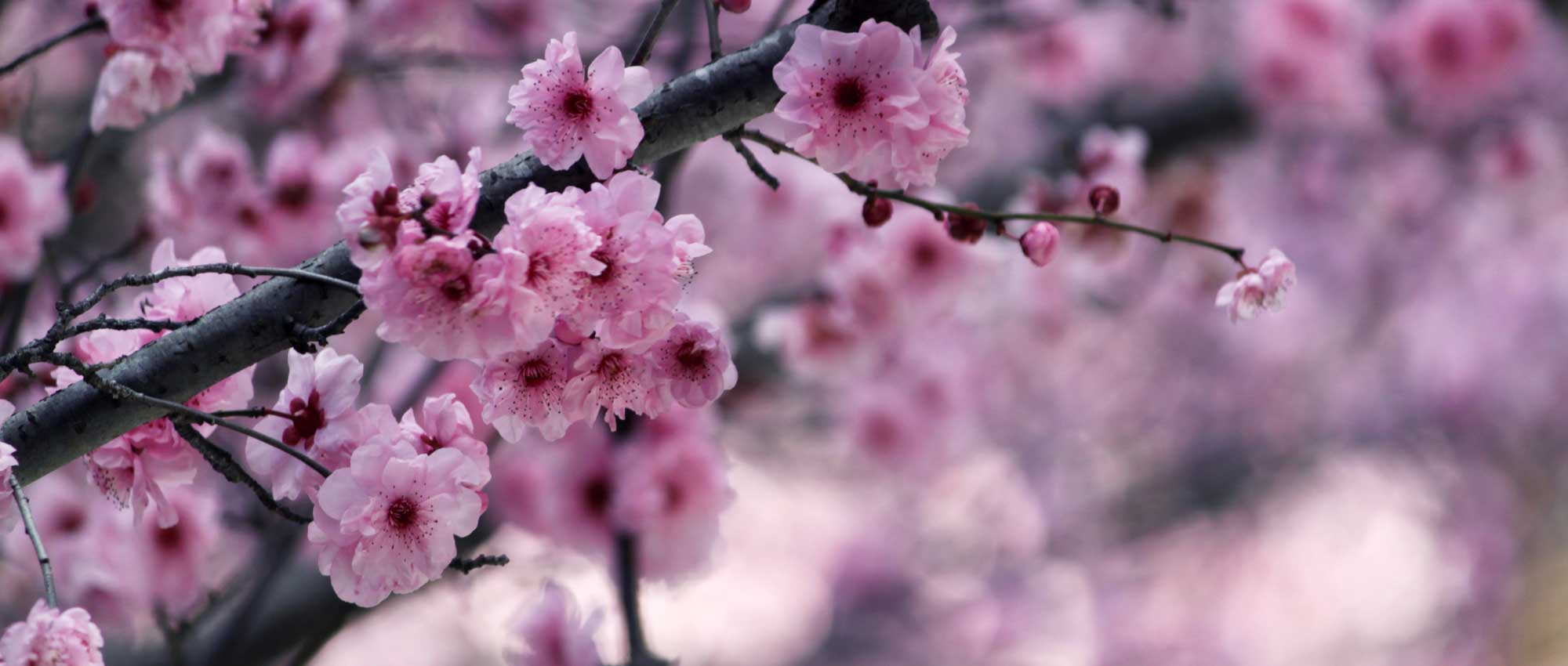 Cerisiers Du Japon Planter Tailler Entretenir Conseils