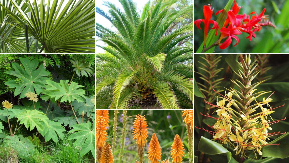 Pour profiter d'un palmier à l'intérieur, ce sont ces variétés faciles  qu'il faut choisir
