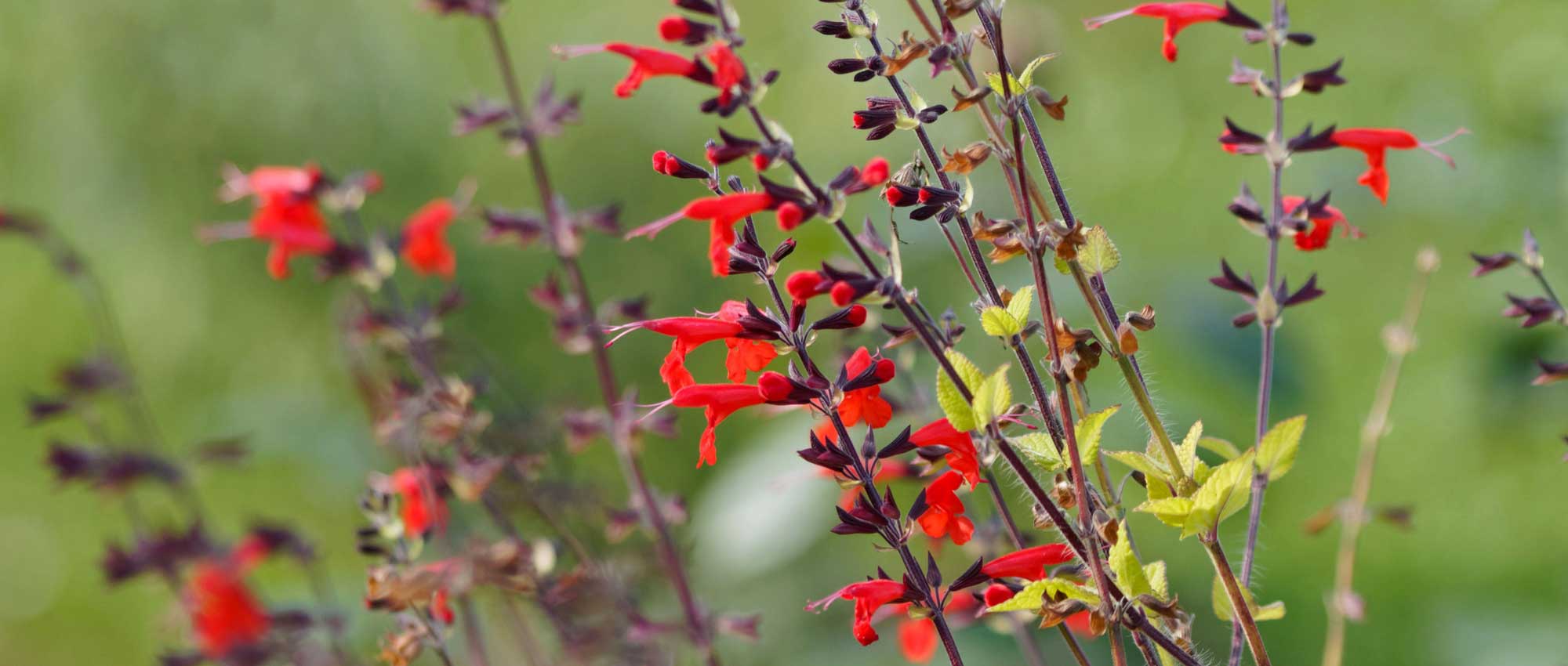 Sauge vivace - SALVIA 'Grahamii red' - Fleurir son jardin