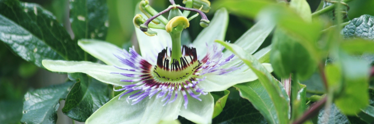 Passiflore, Fleur de la passion : planter, cultiver, tailler - Blog  Promesse de fleurs