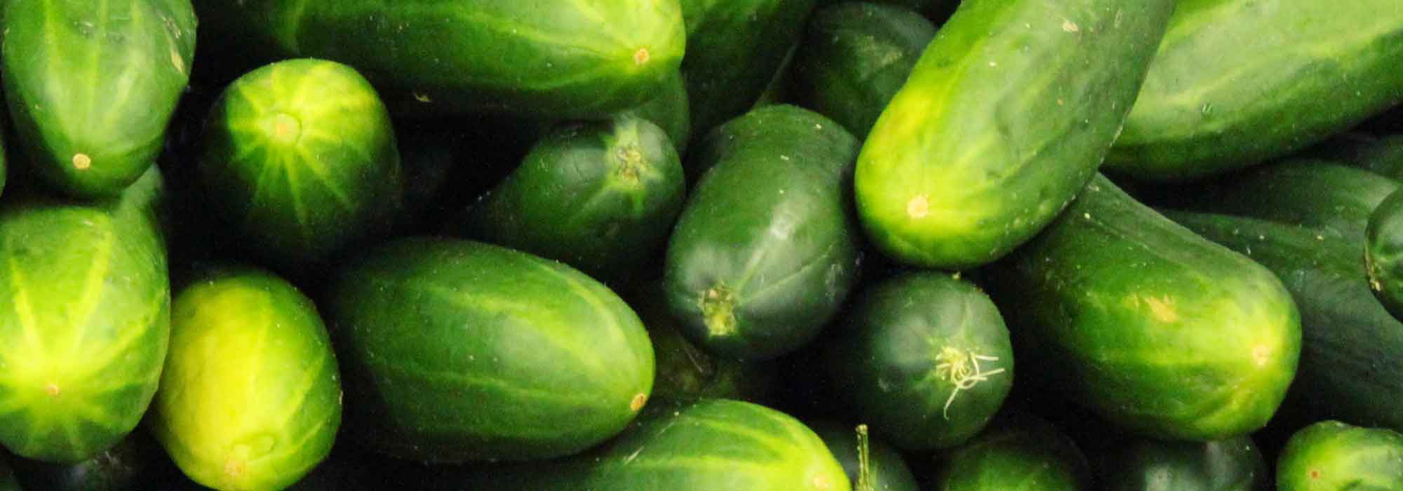 Concombre, Cornichon : planter, cultiver, récolter