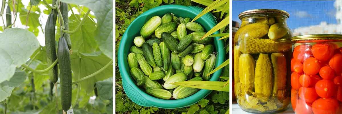 Concombre et cornichon : une fiche jaime-jardiner.com