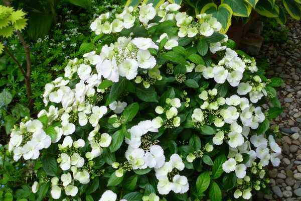 Chelsea flower show 2018 : et le gagnant est... l'hortensia Runaway Bride !