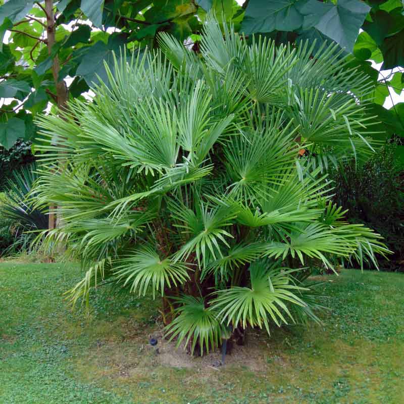 Plante de jardin du mois de Septembre: les Palmiers d'extérieur