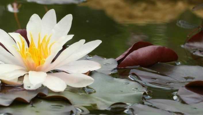 Bassin : 10 Plantes Aquatiques, Immergées Ou Flottantes - Blog Promesse ...