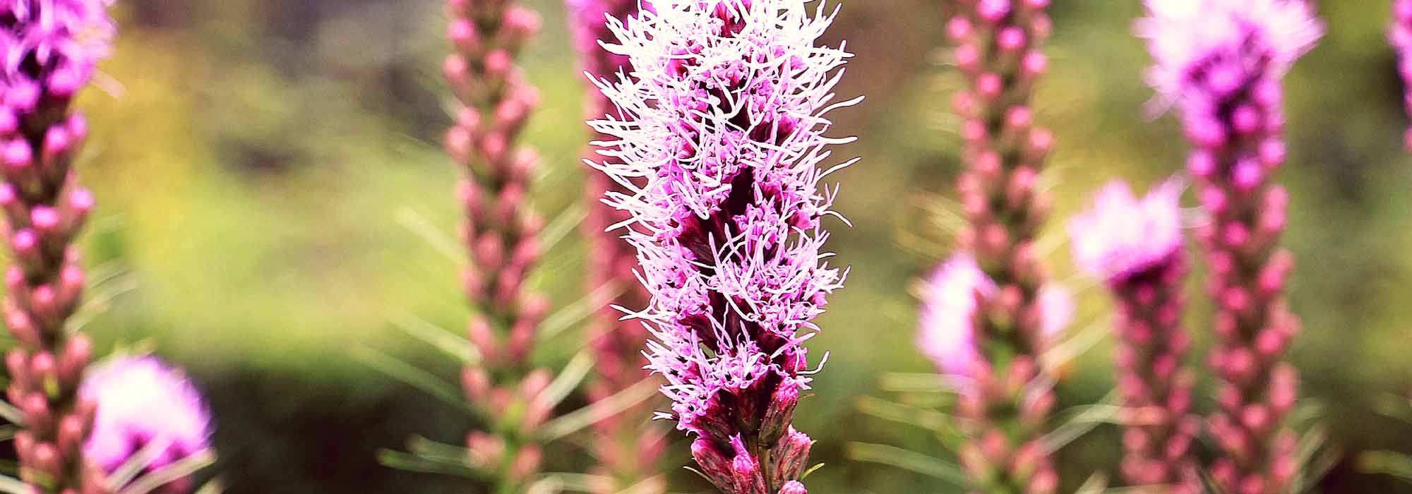 Plume du Kansas, Liatris spicata : plantation et entretien - - Conseils  Promesse de Fleurs