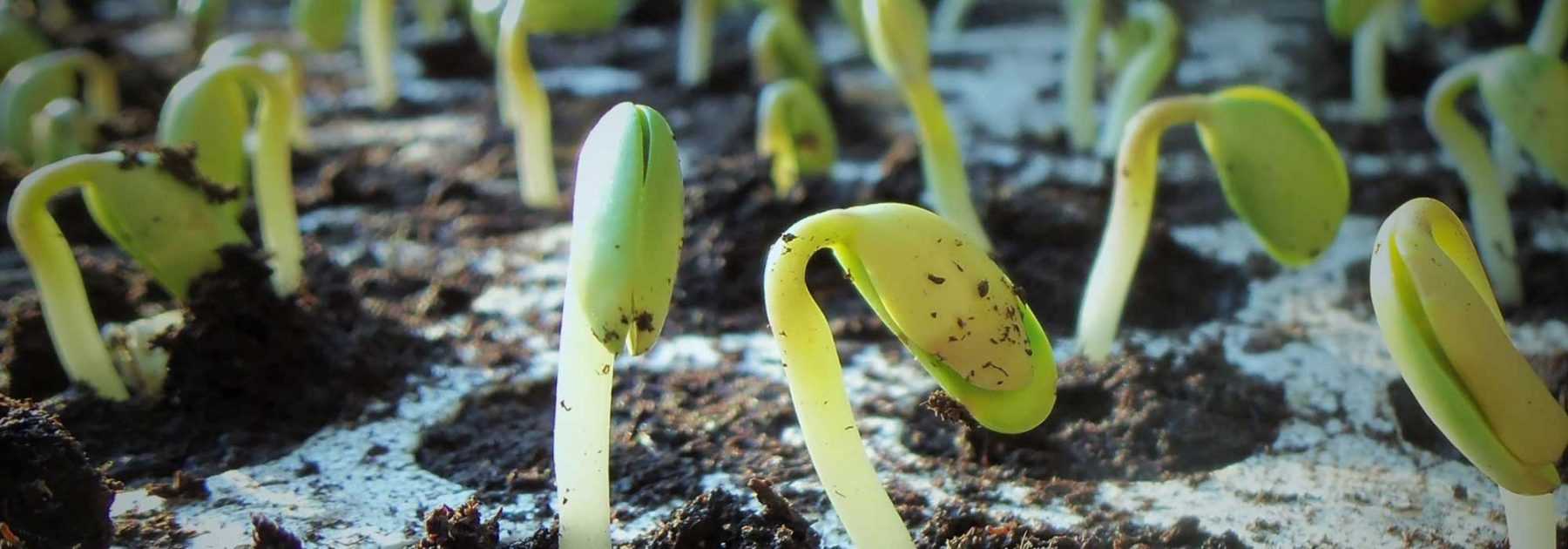 Les étapes de la germination – Les Petits Sorciers