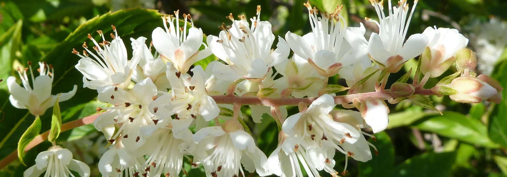 Clethra : planter, tailler et entretenir