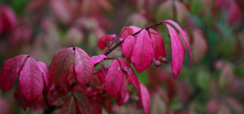 fusain ailé en automne