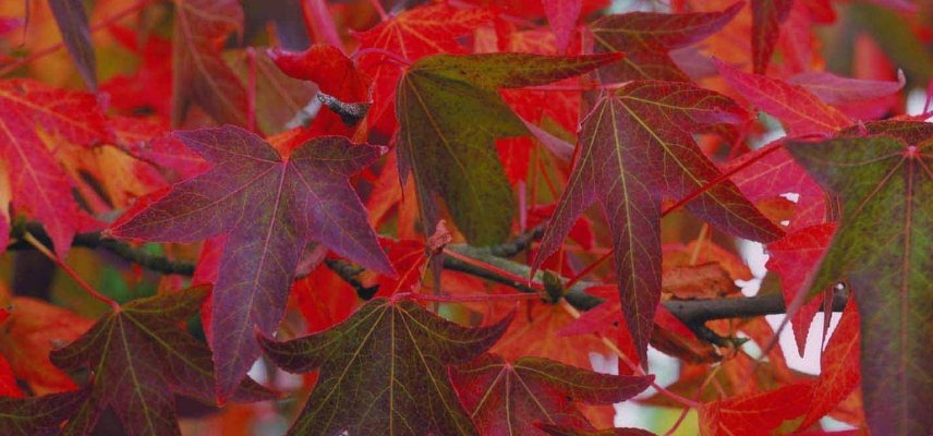 liquidambar en automne