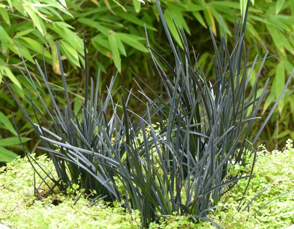 L'Ophiopogon Hosoba Kokuryu, une nouvelle "graminée" noire