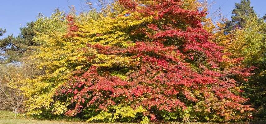 arbre de fer en atuomne