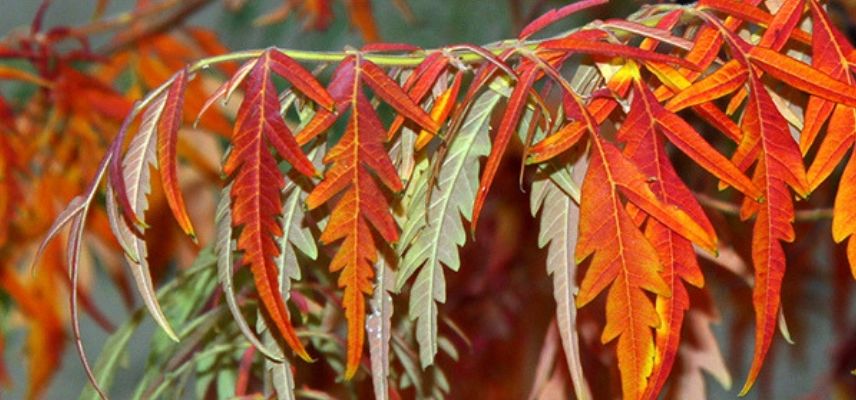 sumac en automne