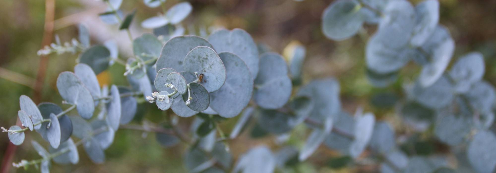 Les feuilles de mon eucalyptus sèchent - France Bleu