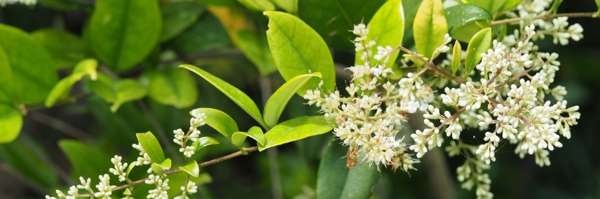 Haie à croissance rapide : 10 arbres et arbustes qui poussent vite - Promesse de Fleurs