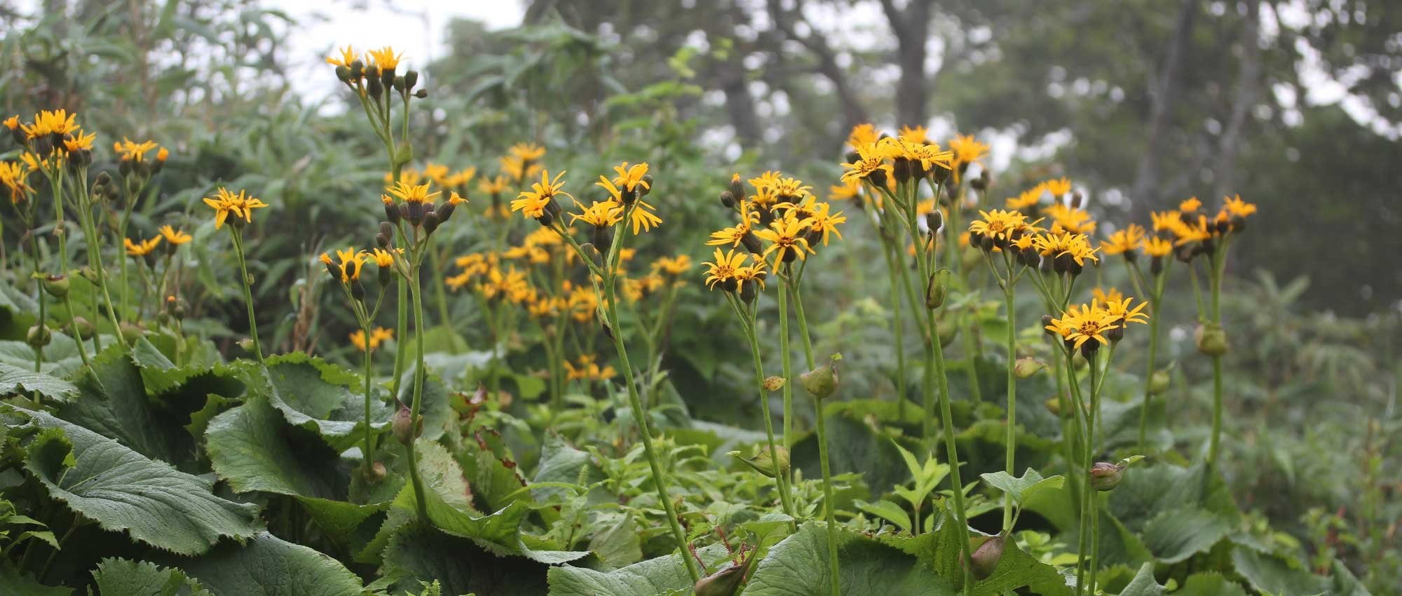 Ligularia, ligulaire : planter, cultiver et entretenir