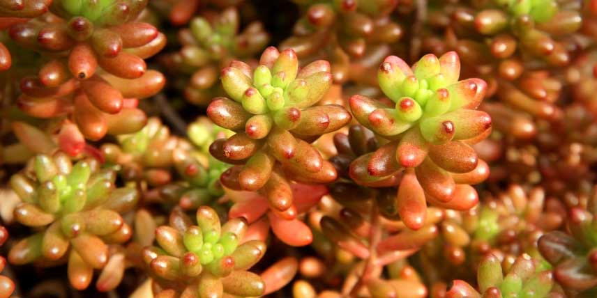 Les 10 meilleurs plantes à faire pousser à partir de boutures - caboucadin