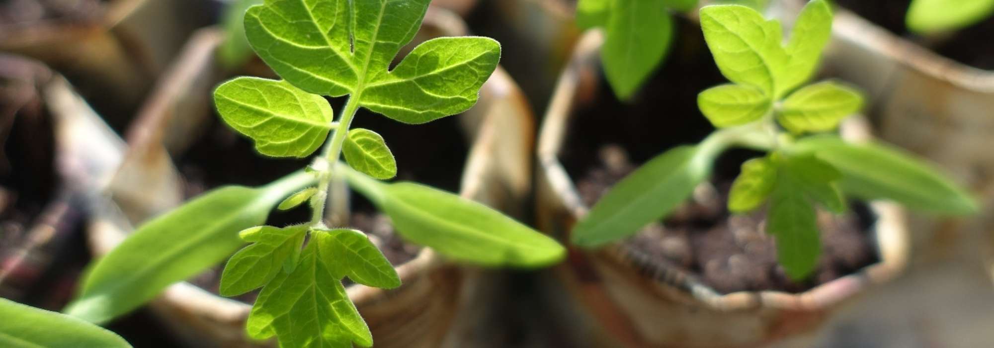 Troc ou bourse aux plantes : nos conseils pour s'organiser - Blog