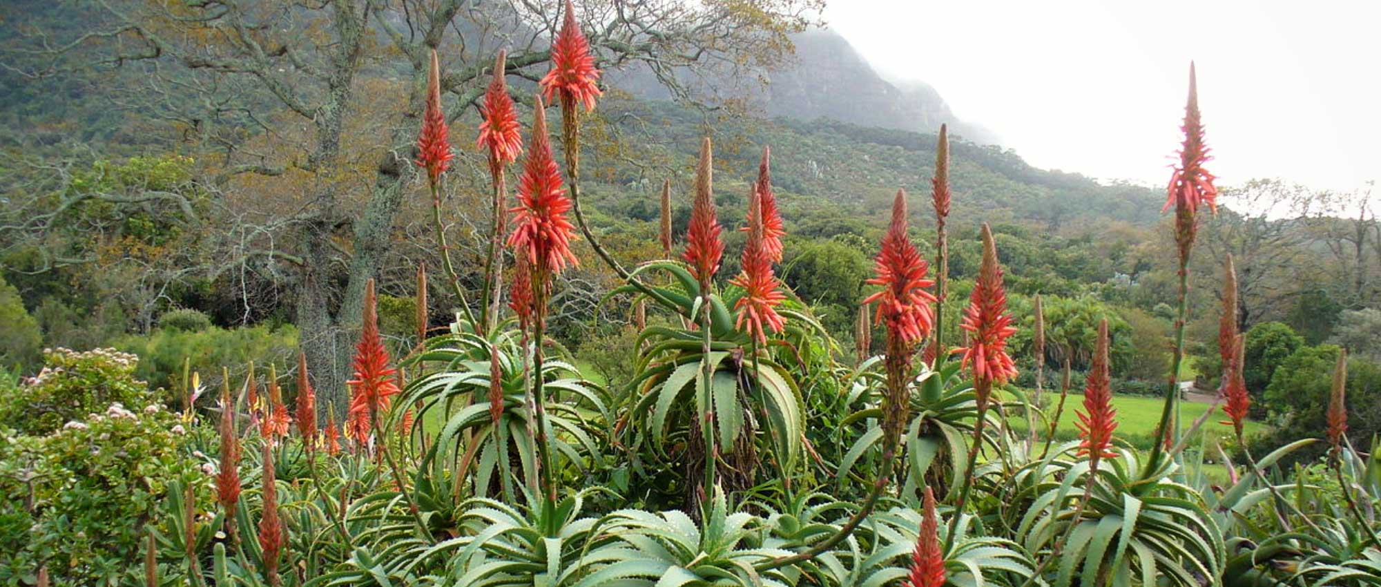 Aloe vera : plantation, entretien, bienfaits et utilisations