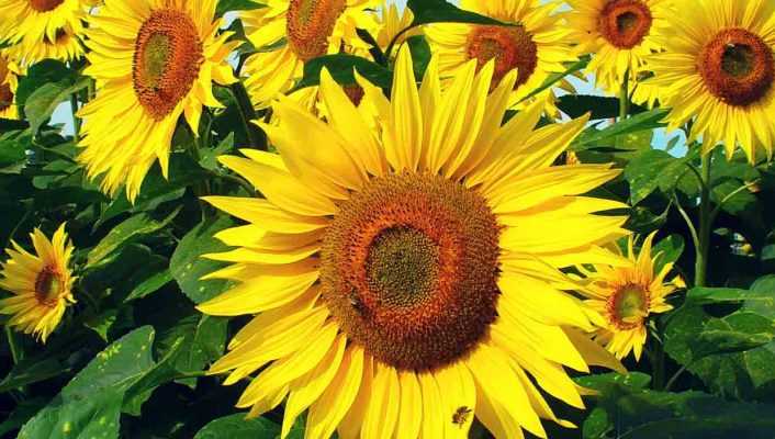 Tournesol Semis Plantation Entretien Blog Promesse De Fleurs 9424