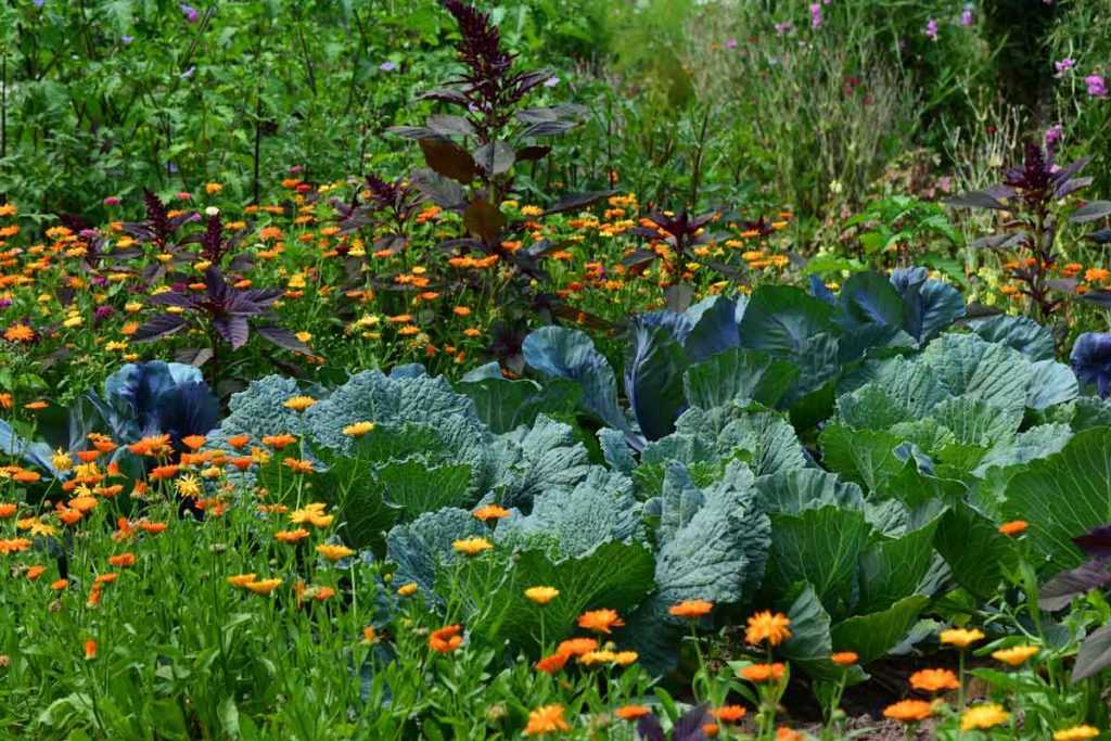 Les Conseils de Jardin et Saisons sur le paillage pour un jardin naturel et  sans entretien