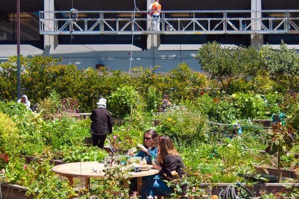 Jardins partagés : des lieux où l'on cultive aussi la solidarité