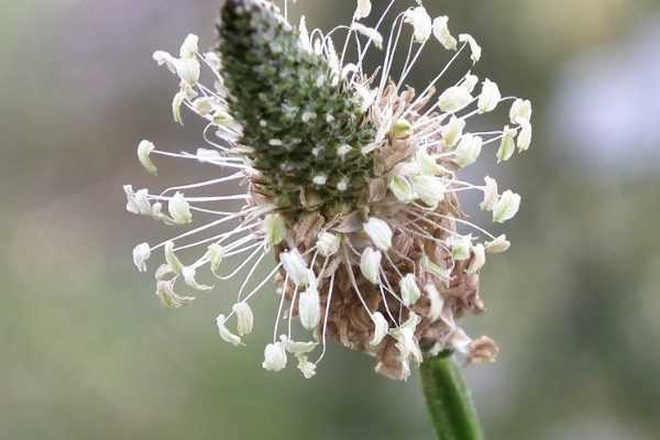 10 bonnes raisons de laisser pousser les mauvaises herbes